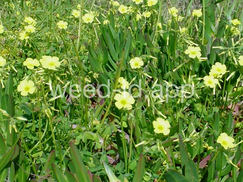 oxalis, buttercup